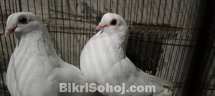 Karzi master pair